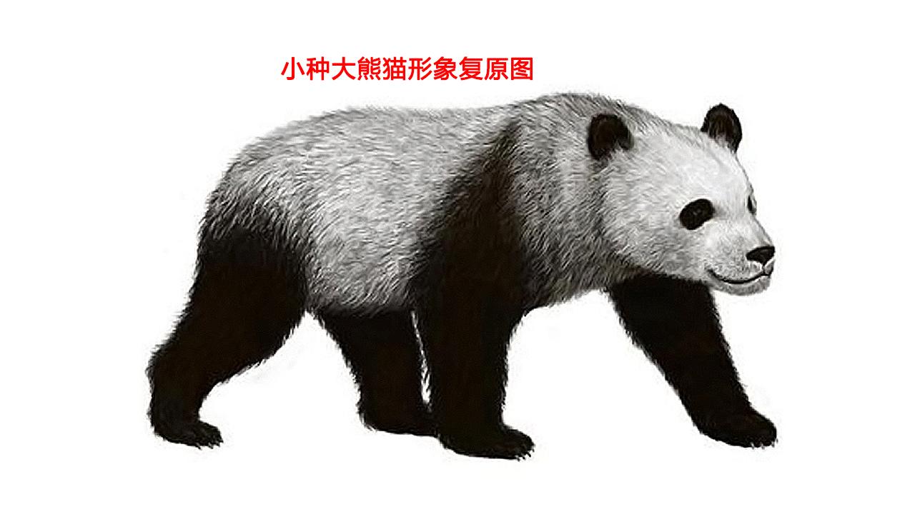 四川雅安发现一只大熊猫早起之后困得很便找了个树洞继续睡