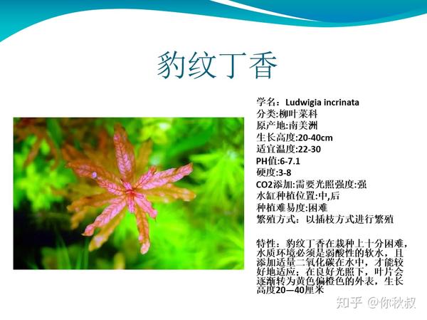 常见水草大全 115种 知乎