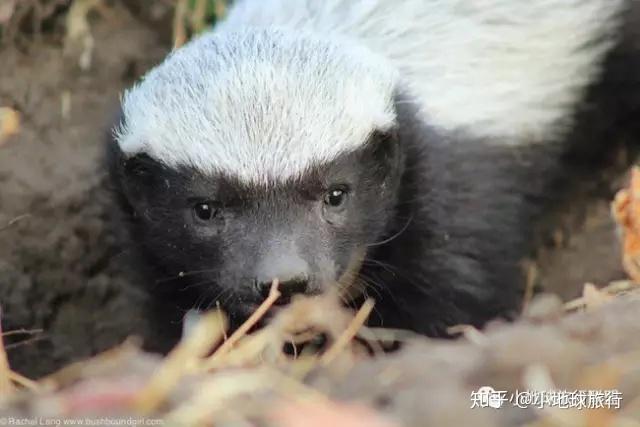 关键词:破坏大王  不知道害怕 动物界的战神不按套路出牌  非洲平头哥