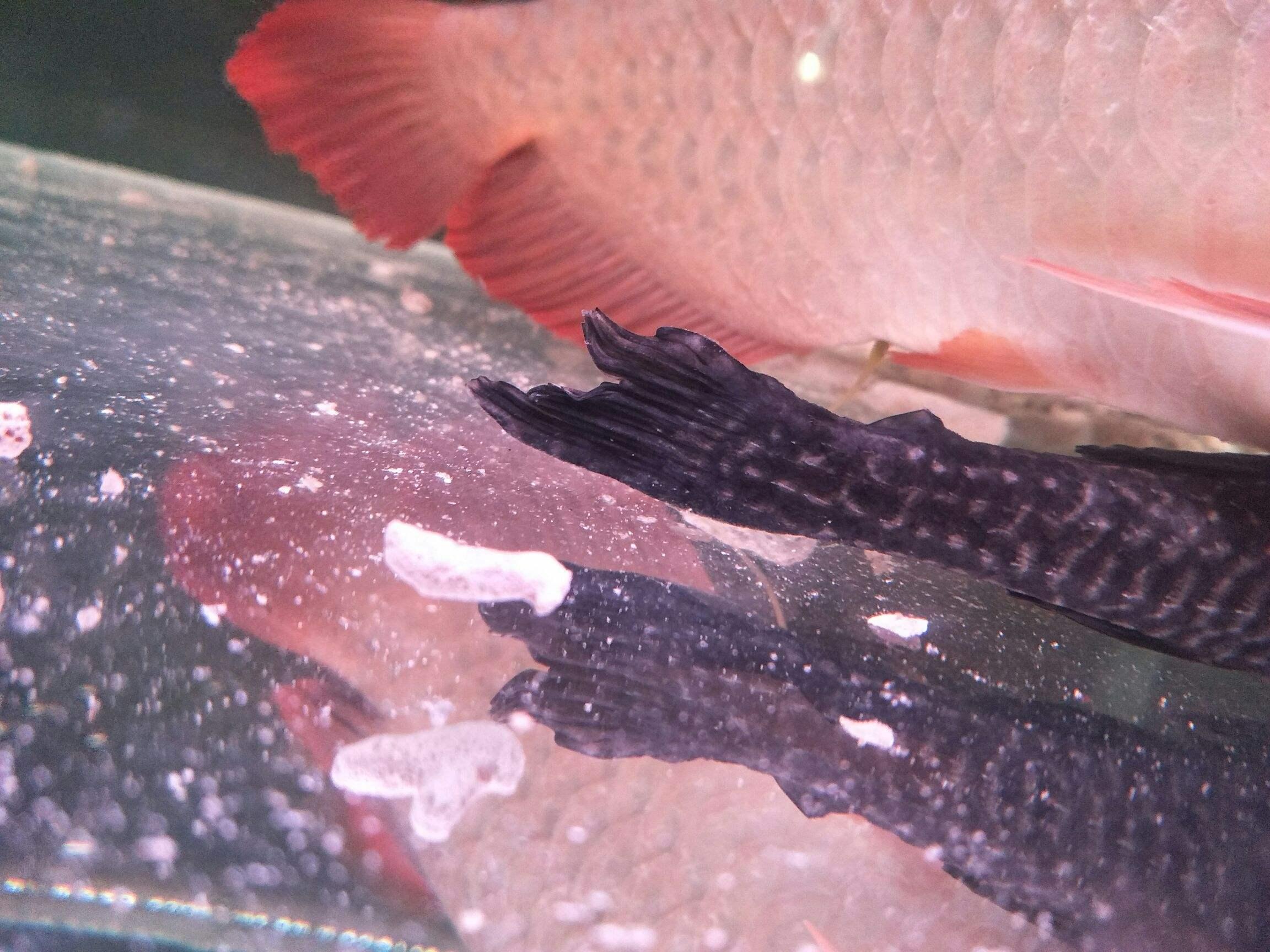 龙鱼疾病龙鱼肠炎的治疗和预防