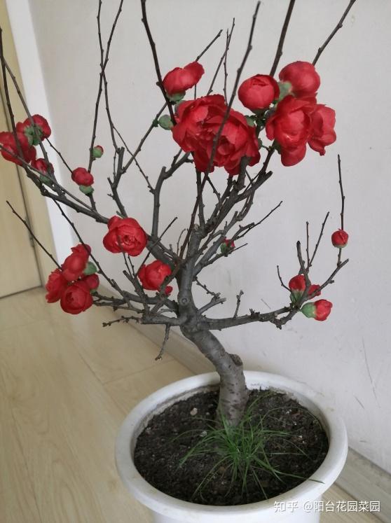 新买的海棠土壤硬邦邦洗个泥水澡根系撒欢长红花压海棠