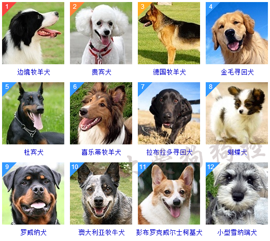 178种狗狗品种大全,原来按体型智商都是这么分! - 知乎