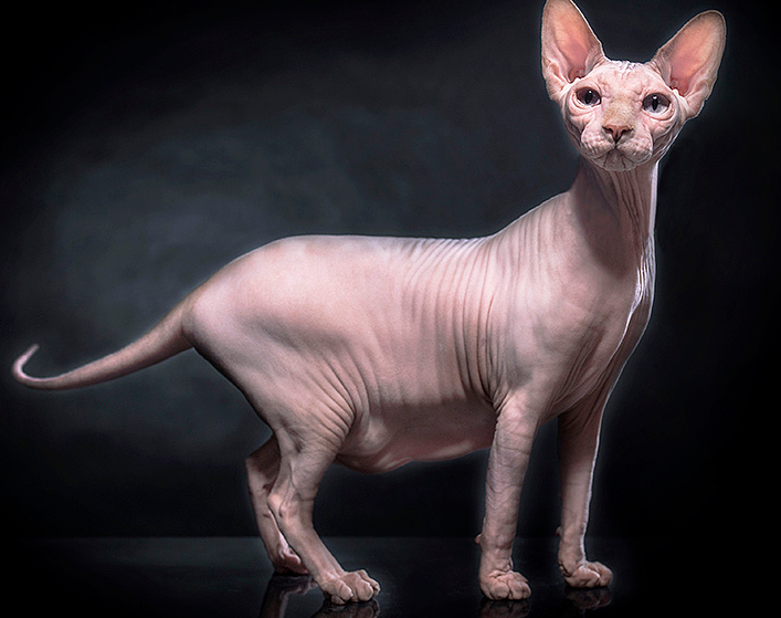 每天带你了解一种猫 斯芬克斯无毛猫 知乎