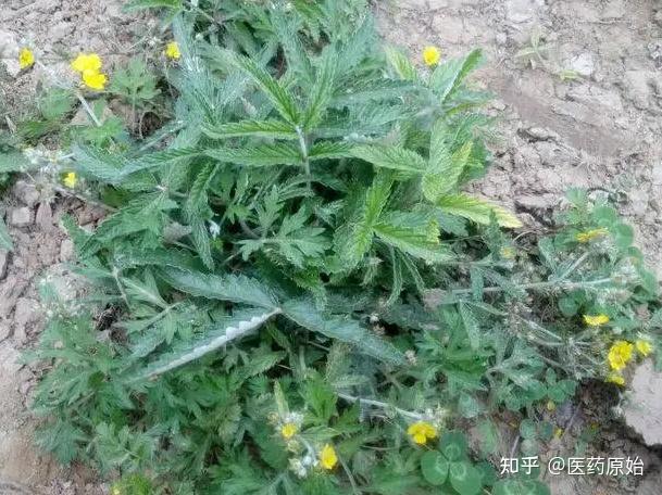 带你识别翻白草