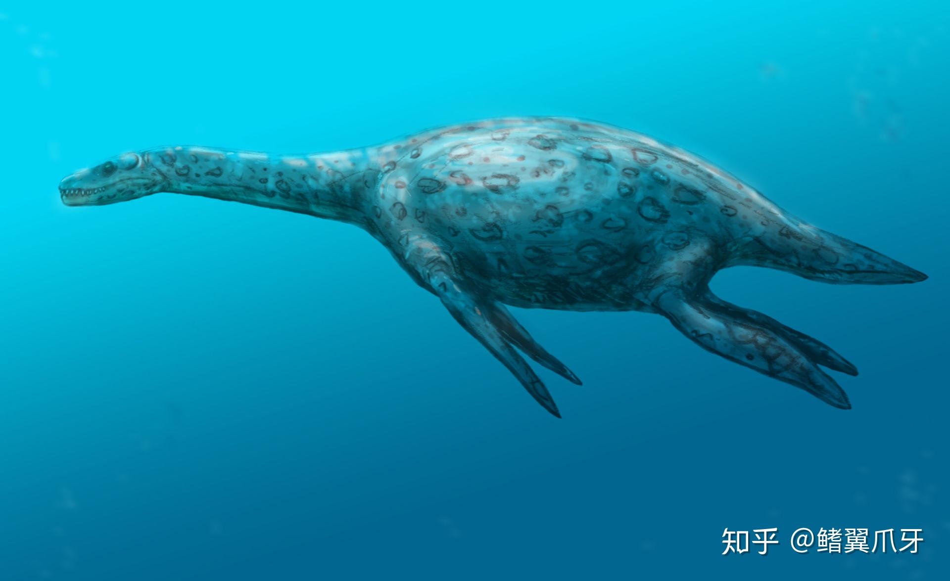 远古の鳍菱龙科小传命若浮浪终于沉沙