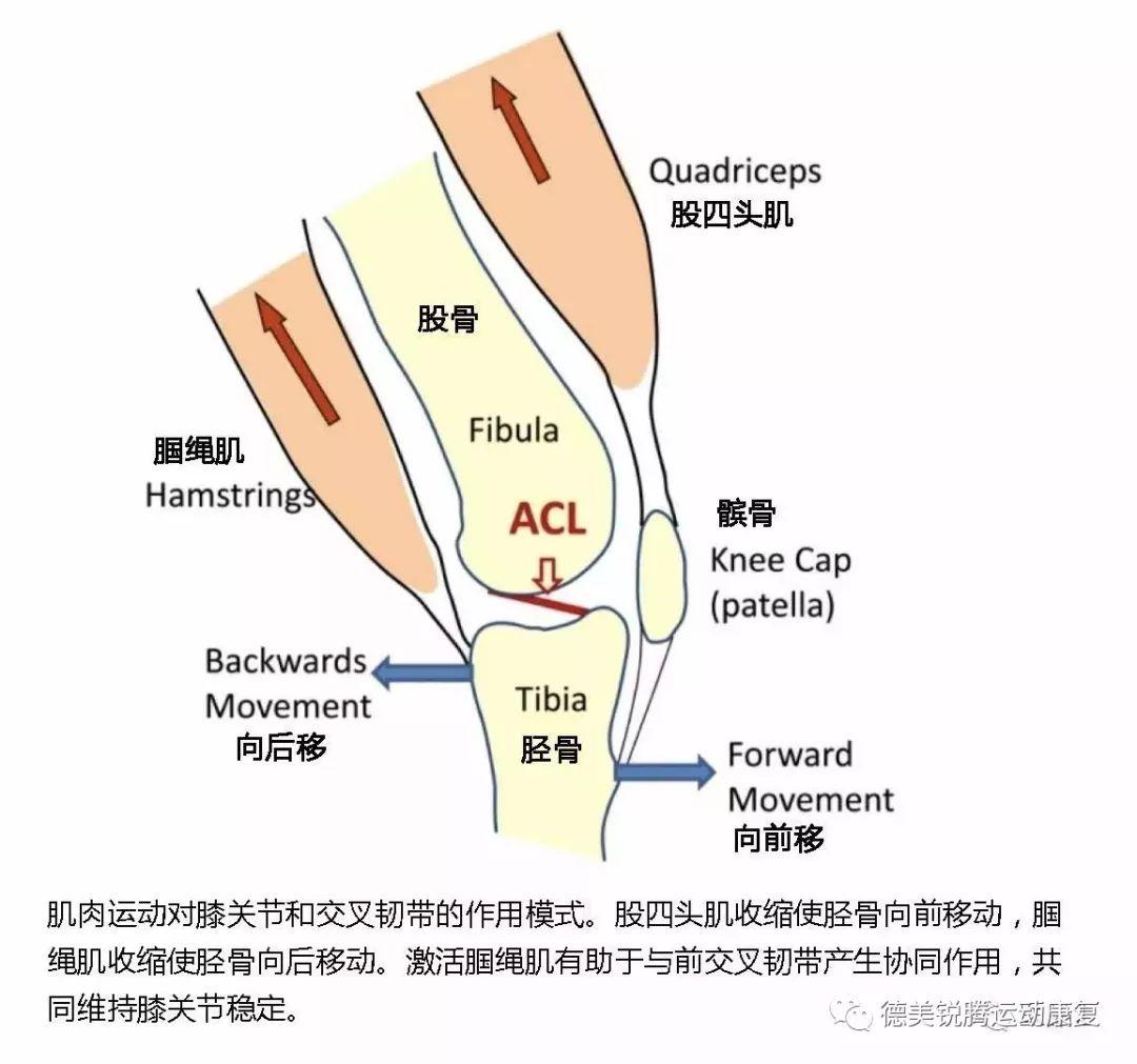 韧带重建术后最应注意的4项 - 知乎