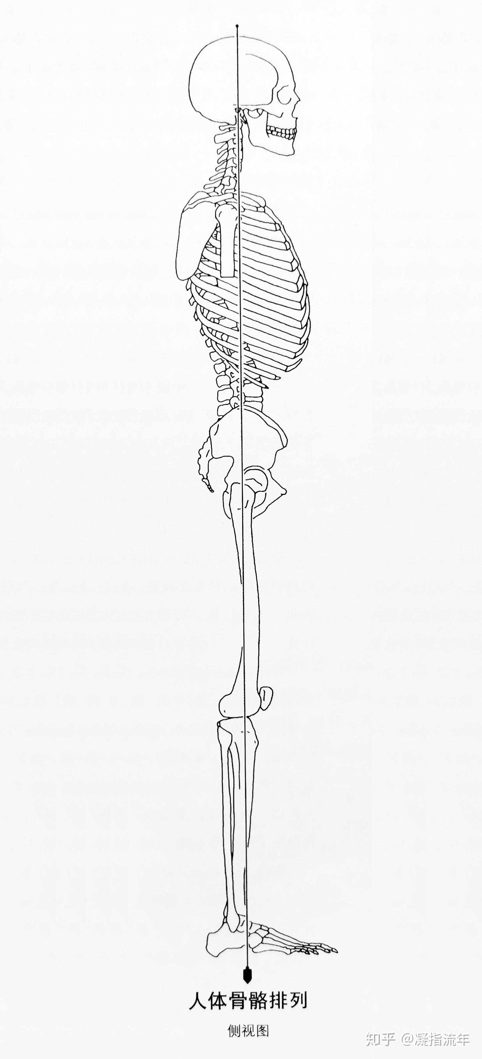 下肢骨 手绘图图片