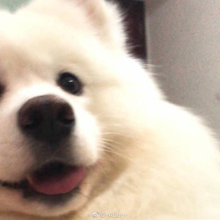 有没有萨摩耶可可爱爱的头像