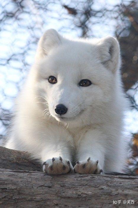 北极狐(动物) - 知乎