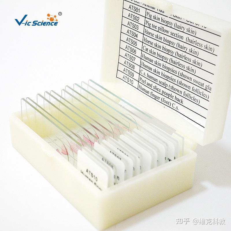 生物标本的类型及制作工艺 - 知乎