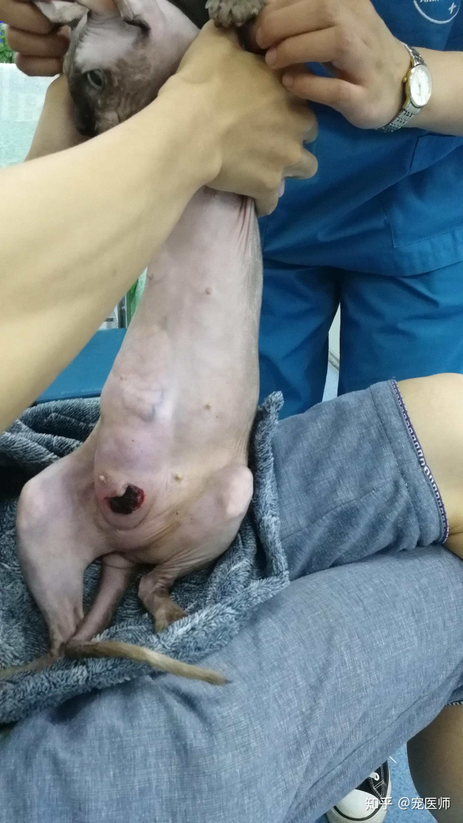 产后乳腺肿发炎的猫咪