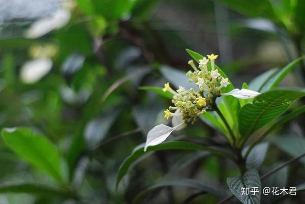 我国广东省特有的单种属美丽珍稀植物 绣球茜草 知乎