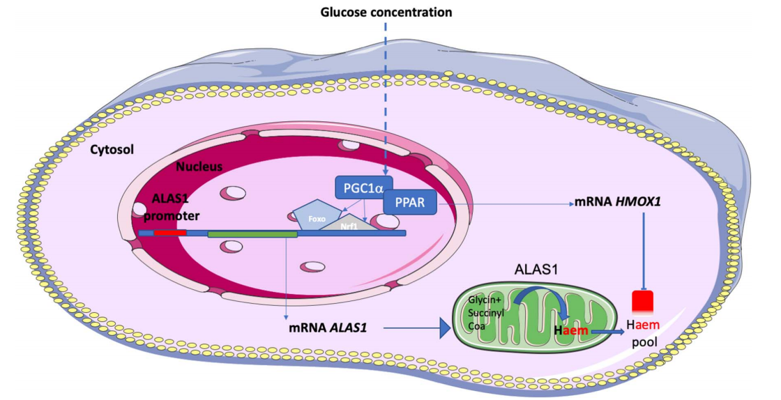 top1妇产科文章导读