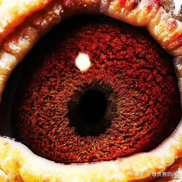 其实色素是比较细致的,比如说桃花眼有白桃花,红桃花等,鸡黄眼也有