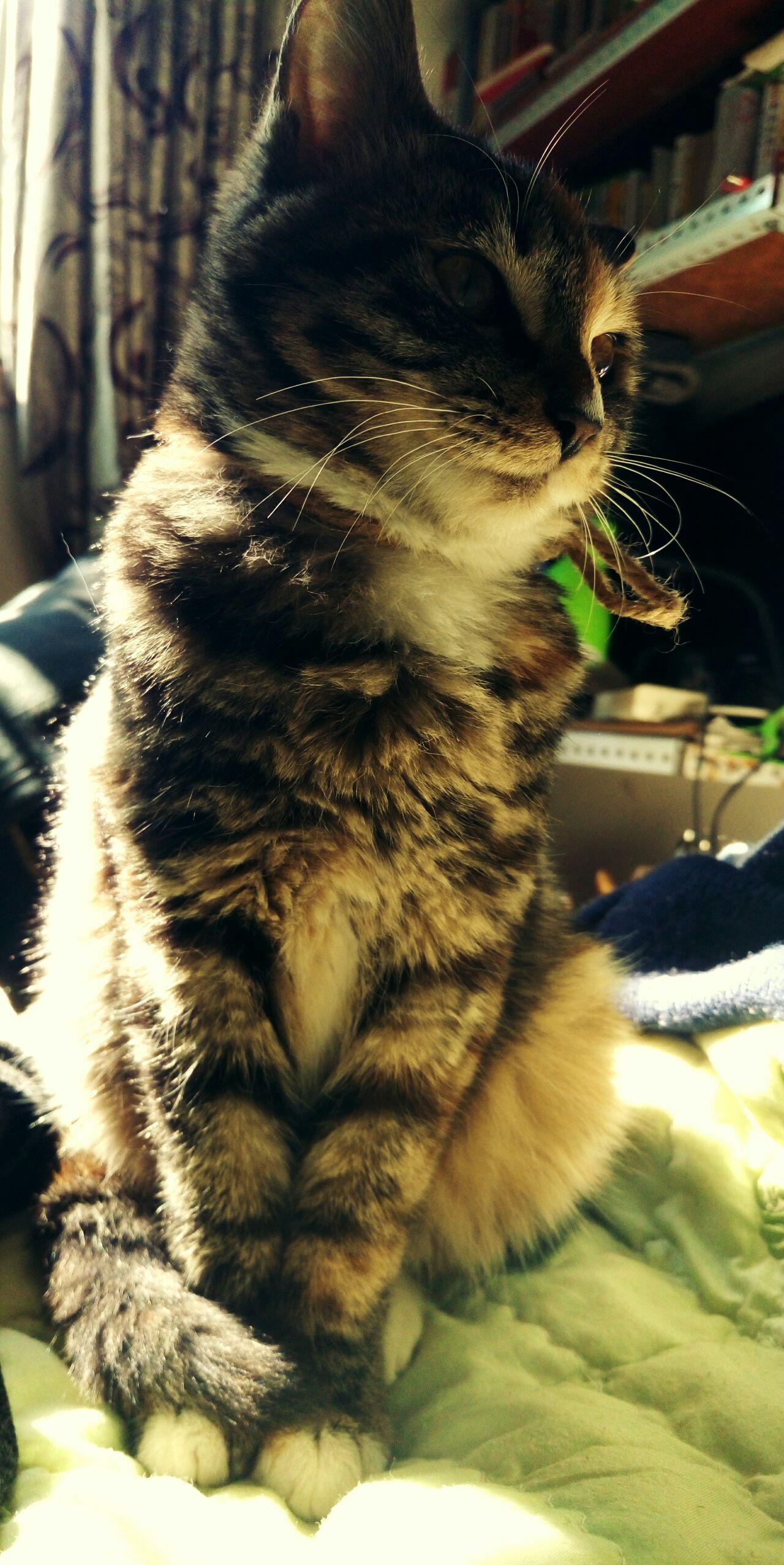 日本人如何评价《大鱼海棠》?