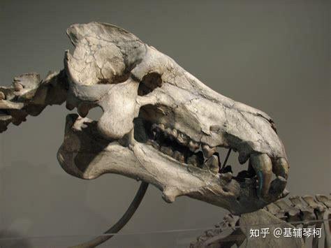 新生代巨兽猛兽及其他掠食者精简名录:古兽争锋榜(古近纪篇) - 知乎