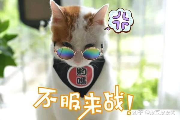 戴上墨镜的猫咪 知乎