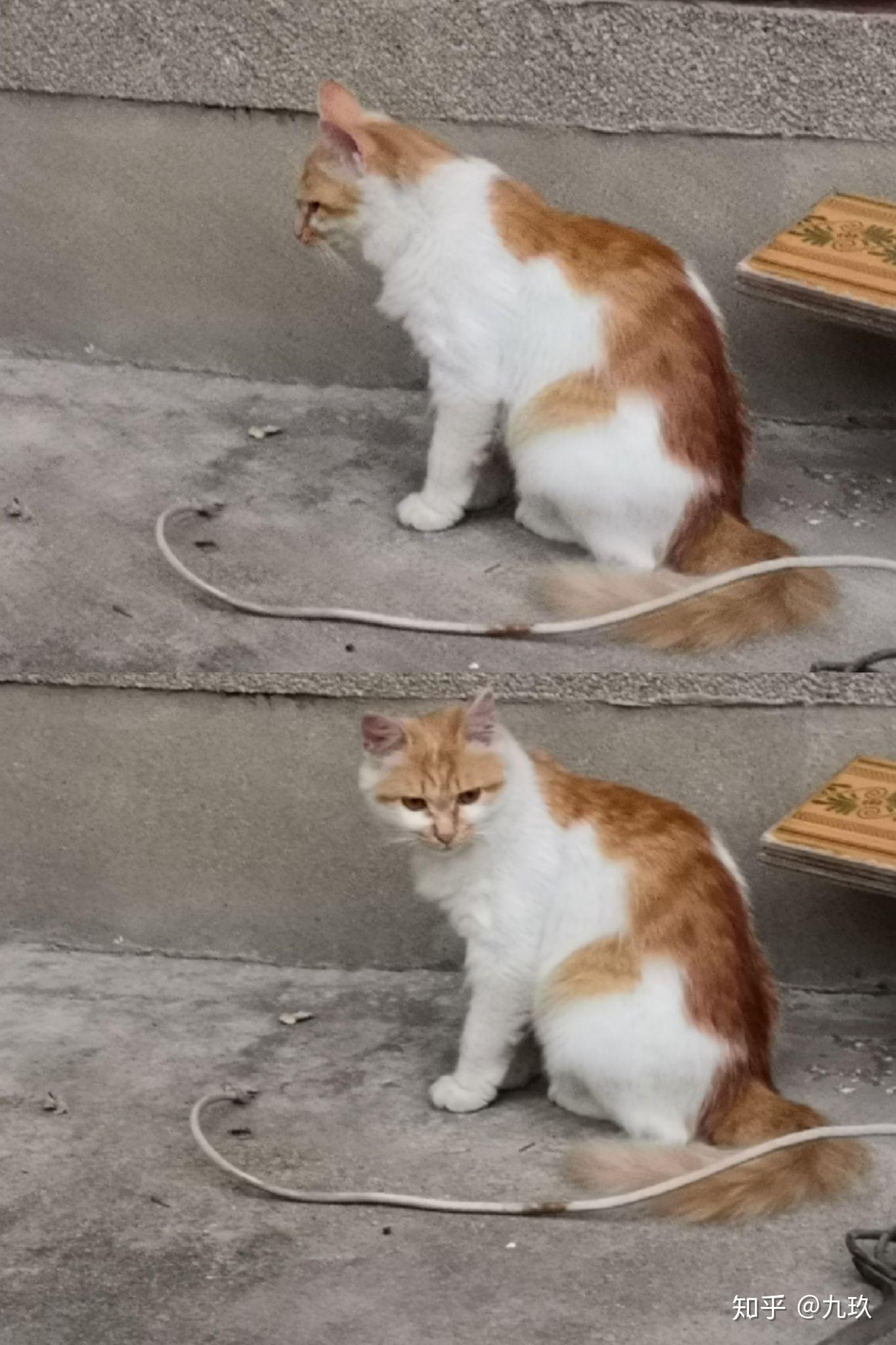 猫的记忆力有多强大 v2-9a5a8b5f0a80b3c1c6853d2ab0a32c92_r.jpg