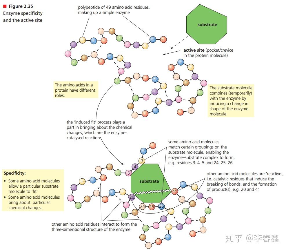 Enzyme 作用 Zhewang