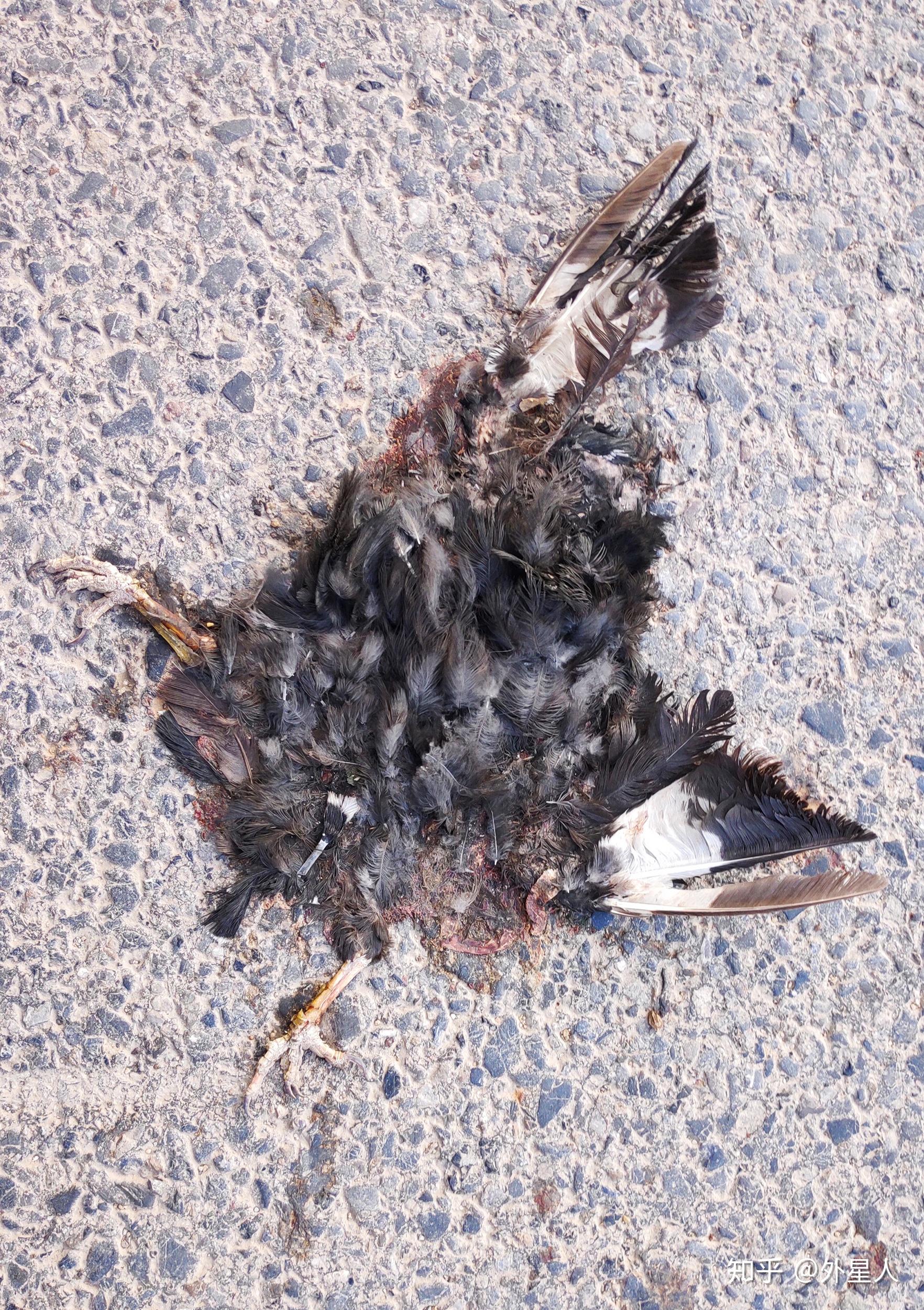 外星人不完全记录动物尸体