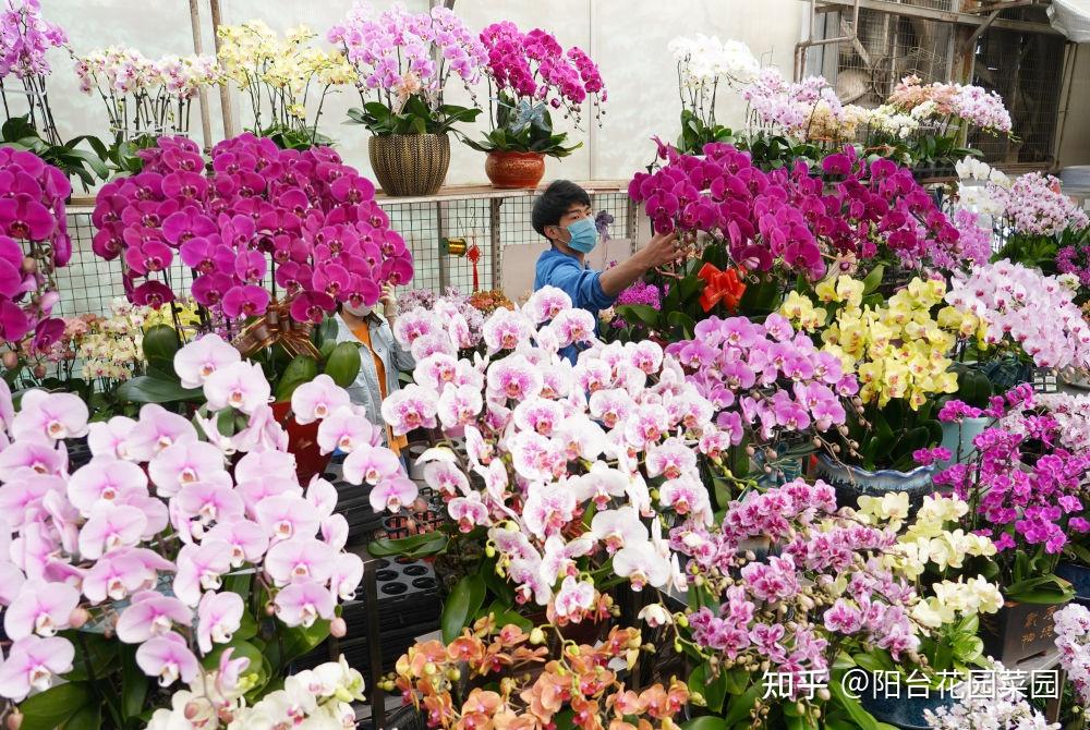 8种“昂贵花”,工薪族“舍不得”买,但是太好看,有钱要买个遍-比较贵的花材是什么花