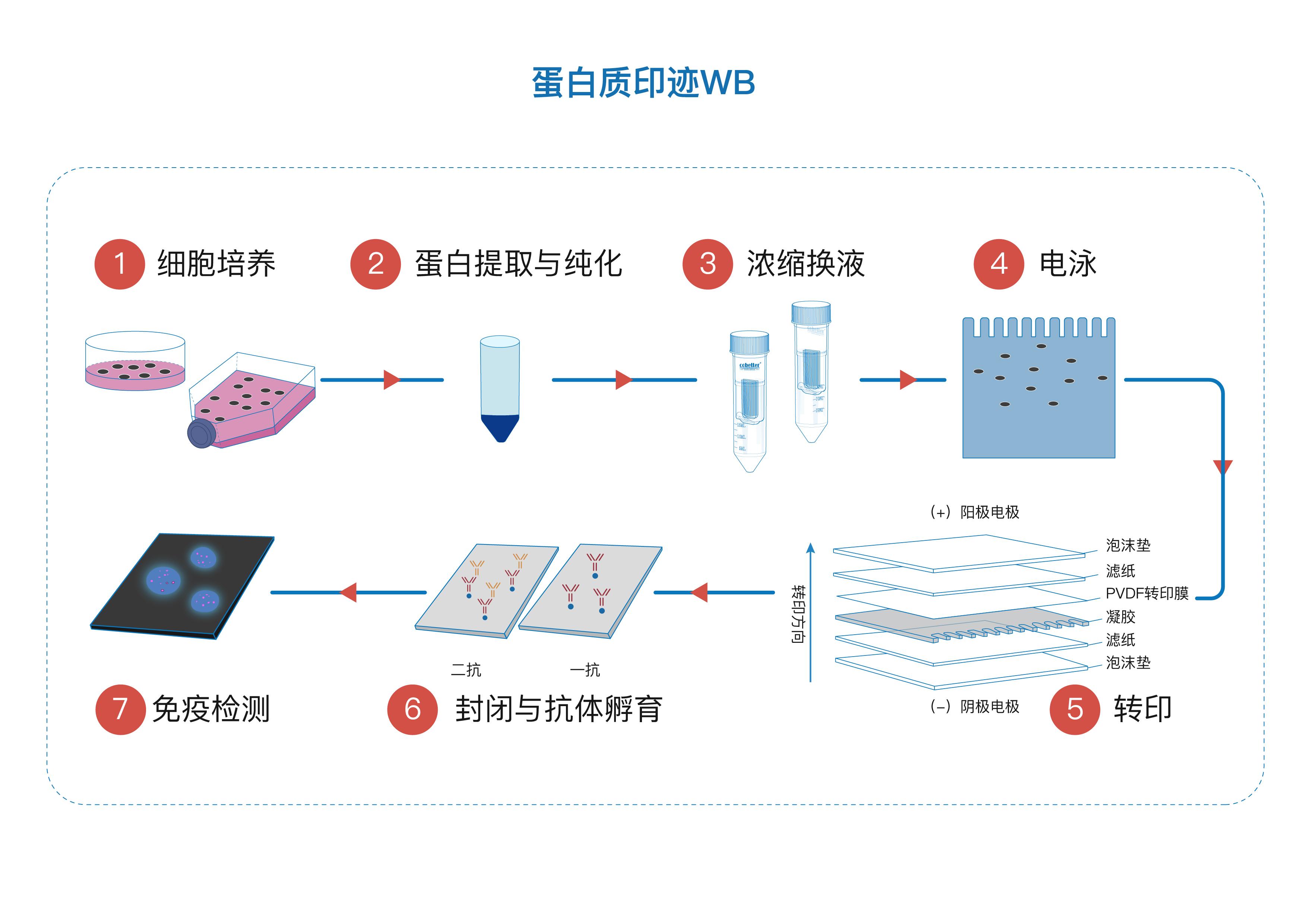 nortern blot图片