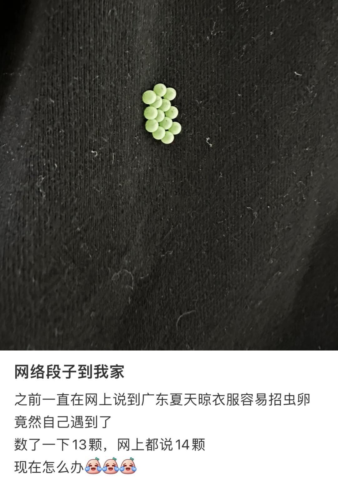 粘在睡衣上的虫卵怎么这么精致啊?