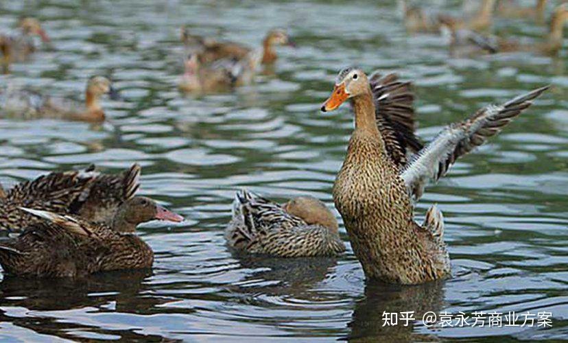 致富网养殖业怎么样知乎(致富网小投资项目2020养殖)