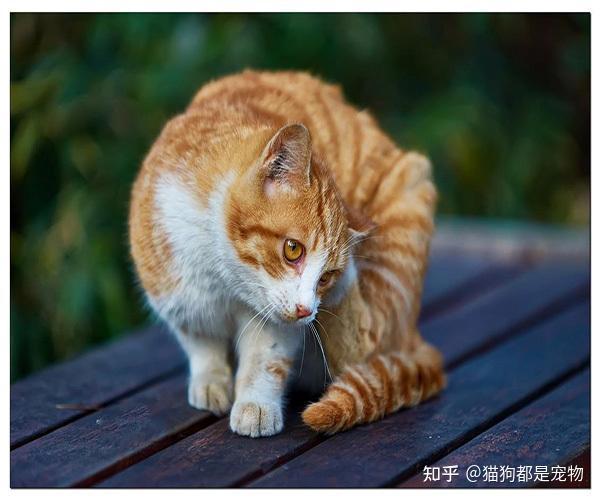 “黄狸猫”如此优秀,难怪颇受人们喜爱! - 知乎