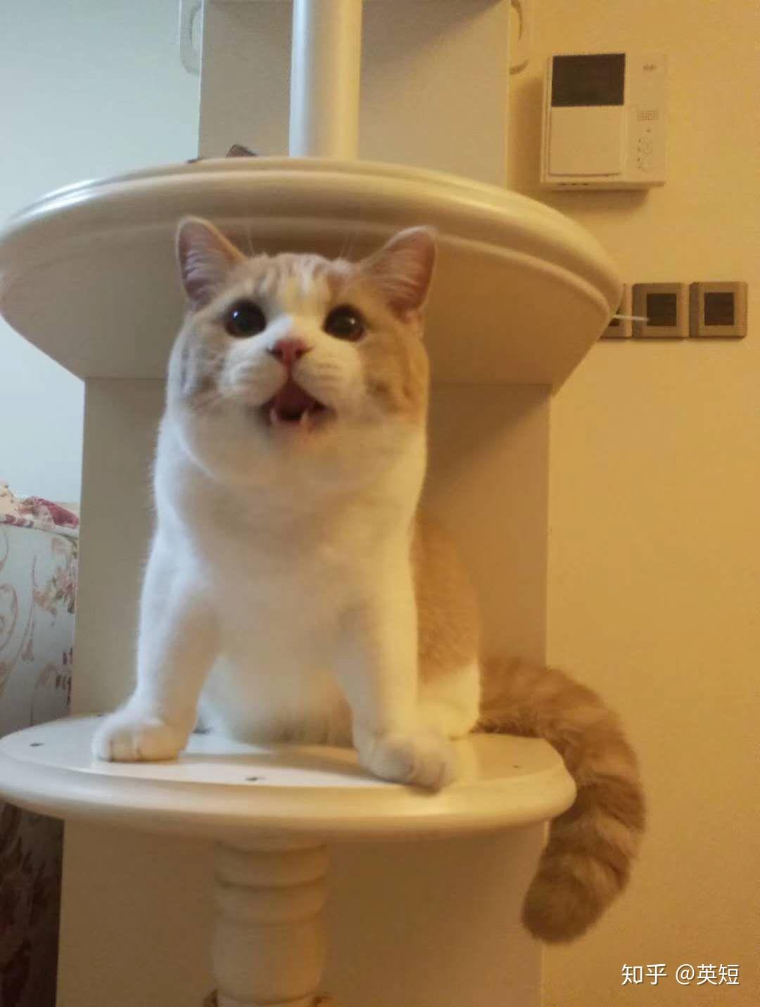 猫舍买的猫 说打过一次疫苗 怎么确定真的打过