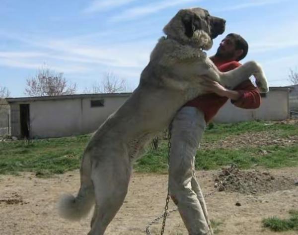 生活中常见的10大烈性犬 - 知乎
