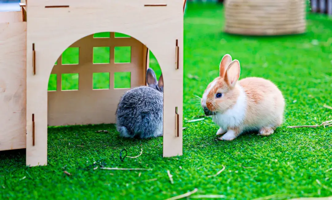 火爆羊城!"兔斯基蹦蹦乐园" 空降2022cpf广州国际展啦,一起撸兔兔吧~ 