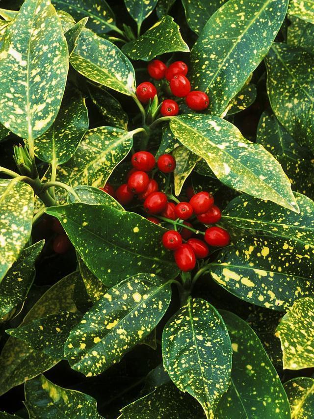 观叶和观果均佳的植物桃叶珊瑚