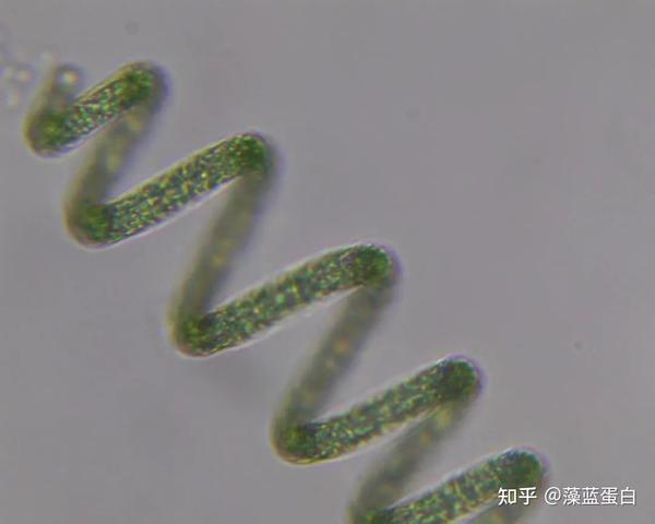 神奇的跨界应用, 超级生物“微藻”的商机 - 知乎