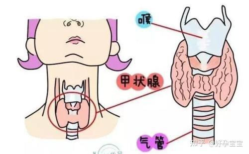 试管婴儿中为什么要重视甲状腺功能检查