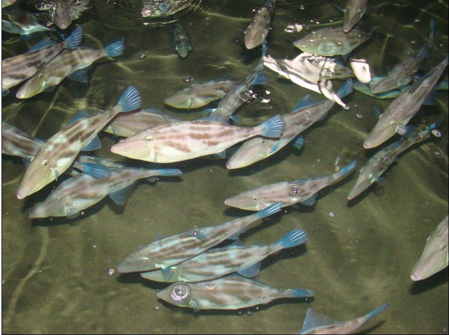 请问这是什么鱼海水鱼