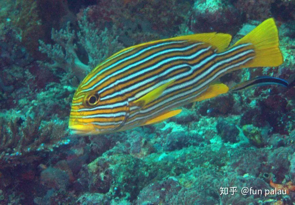 物种丨海底时尚界变身小达人甜唇鱼