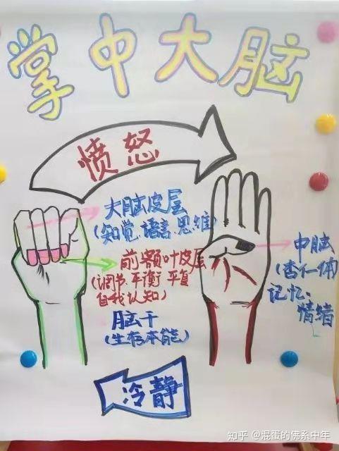 《正面管教》教给我一个知识:掌中大脑.二,情绪管理.