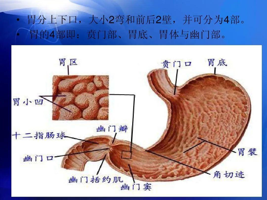 局部解剖学 腹部 - 知乎