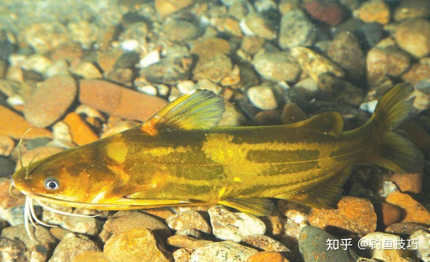 开春可以钓嘎鱼吗?开春钓嘎鱼的4个要领 - 知乎