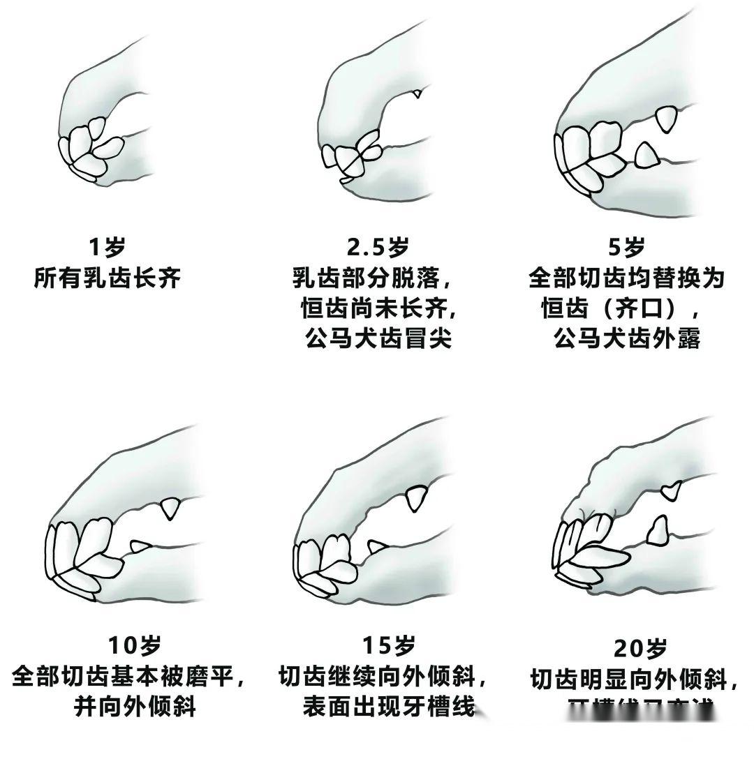 当一匹马对我笑，我患上了“恐牙症”！ - 知乎