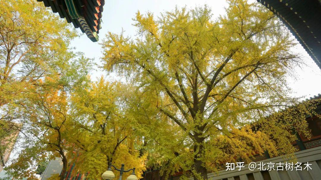 埋首不负建楼意举头窗映银杏黄中国国家图书馆古籍馆古银杏
