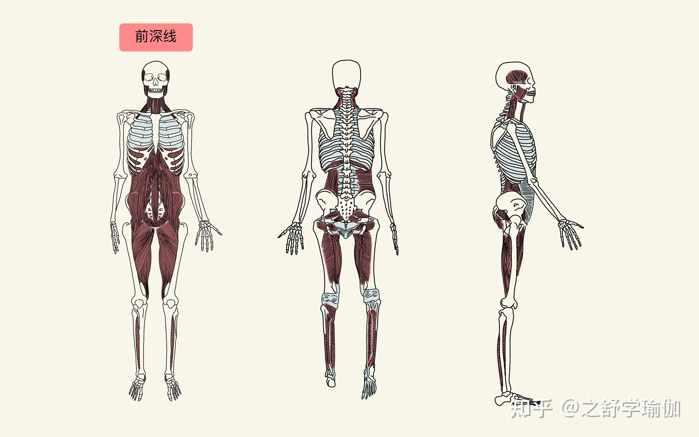 如何理解大腿内侧上提? - 知乎