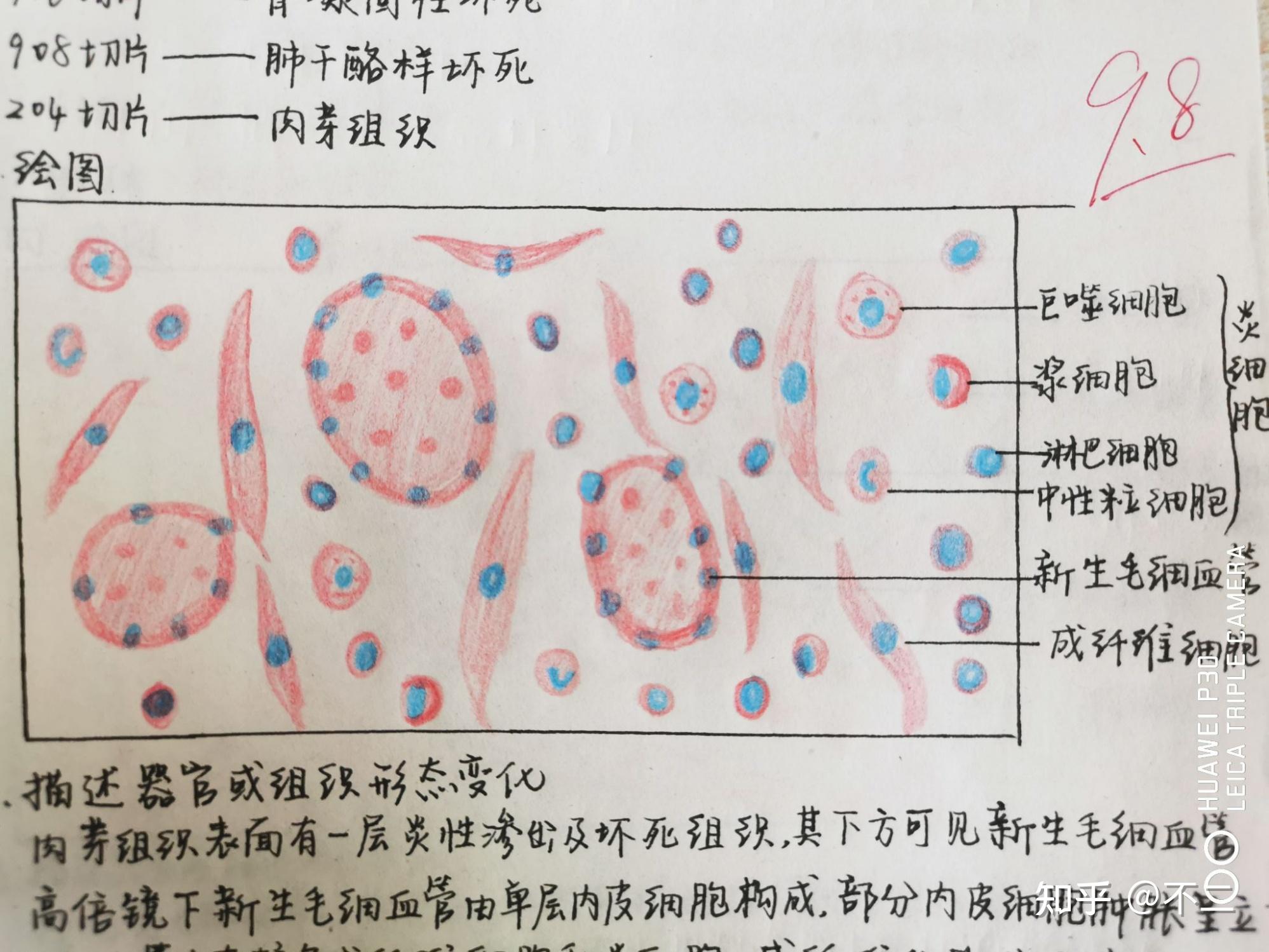 荚膜手绘图红蓝铅笔图片