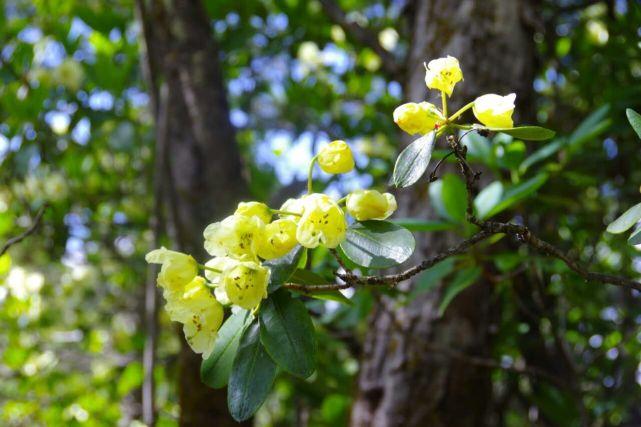 杨向红云南丽江老君山国家公园黄杯杜鹃开了