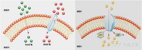 胶原蛋白肽分子量越小越好 小分子量不稳定 知乎