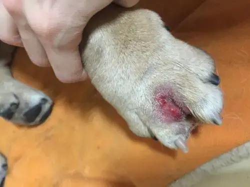 狗狗科普趾间炎在家怎么治疗怎么办用什么药