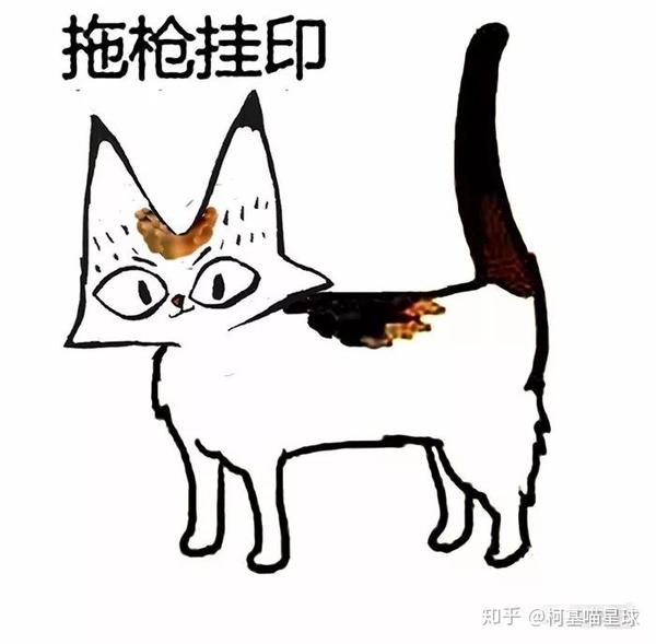 中华田园猫的名字你知道吗