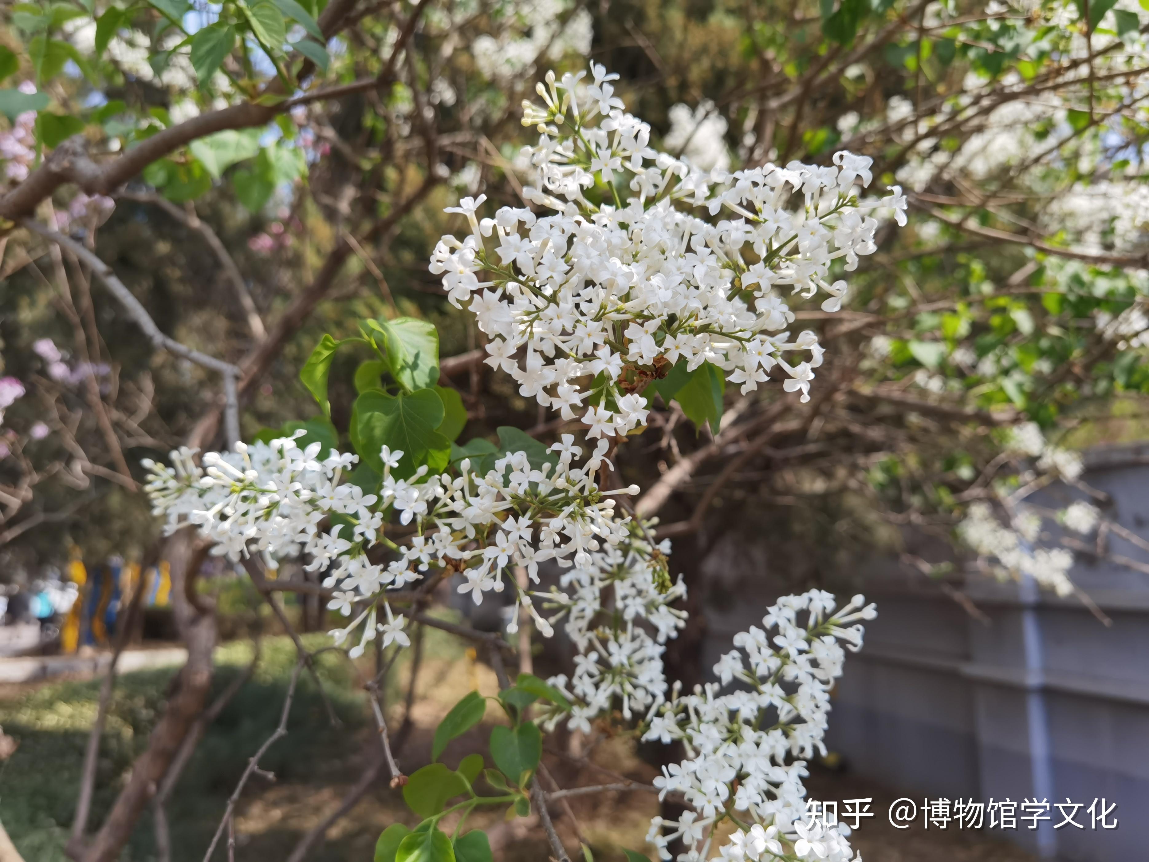 白丁香紫丁香棵棵美丽芬芳而飘香