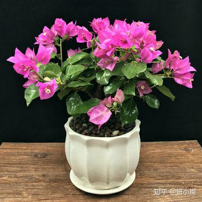 这些花适合 虐 着养 放在室外冻一冻 开花更美更艳丽 知乎